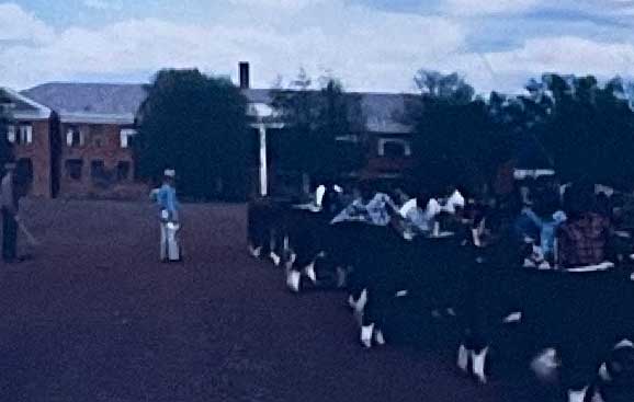 A group of cattle lined up outside with handlers nearby on a dirt area, with buildings and trees in the background under a cloudy sky.